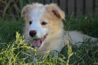 Les chiots de Border Collie