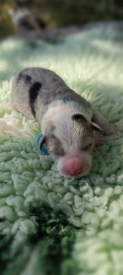 Chiot N°2 - Border Collie