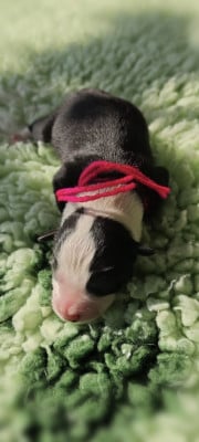 Chiot N°3 - Border Collie