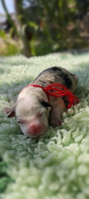 Chiot N°4 - Border Collie