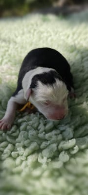 Chiot N°6 - Border Collie