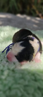 Chiot N°7 - Border Collie