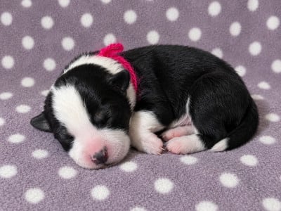 Les chiots de Border Collie