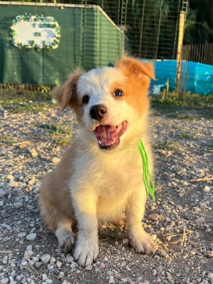 Les chiots de Border Collie