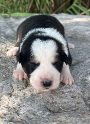 Les chiots de Border Collie