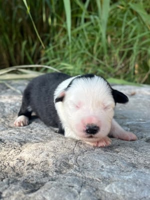 Les chiots de Border Collie