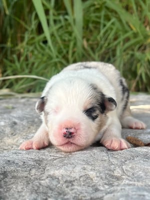 Les chiots de Border Collie