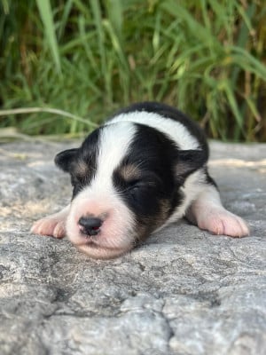 Les chiots de Border Collie