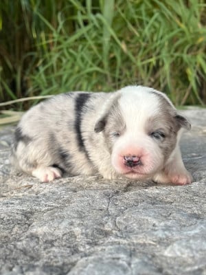 Les chiots de Border Collie