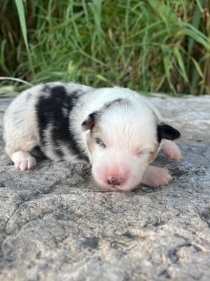 Les chiots de Border Collie
