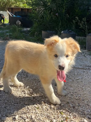Les chiots de Border Collie