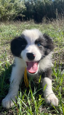 Les chiots de Border Collie