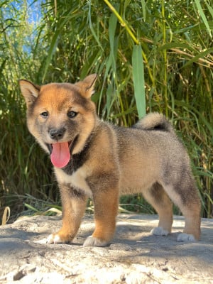 Les chiots de Shiba