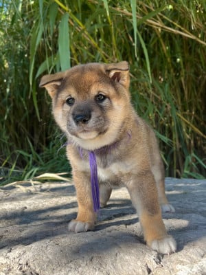 Les chiots de Shiba