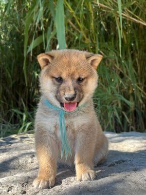 Les chiots de Shiba