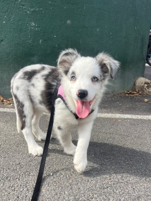 Les chiots de Border Collie