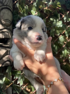 Les chiots de Border Collie