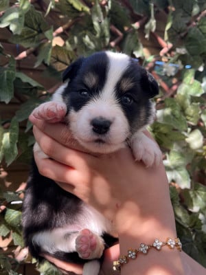 Les chiots de Border Collie