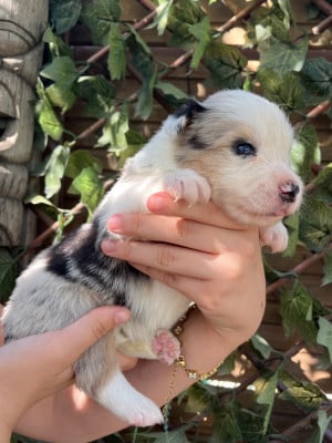 Les chiots de Border Collie