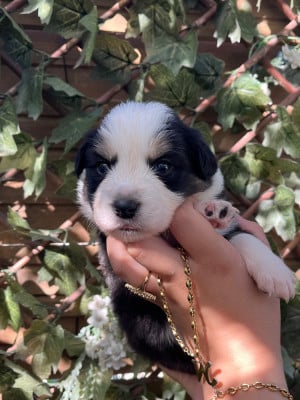 Les chiots de Border Collie
