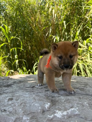 Chiot N°2 - Shiba