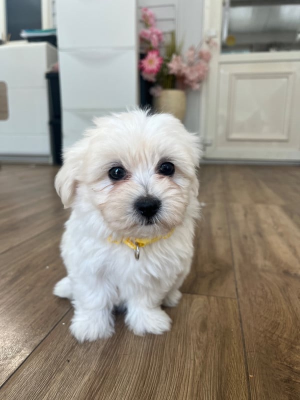 Coton de Tulear - des Mirages d'Azur