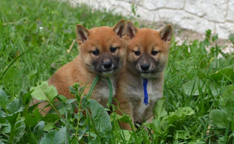 Shiba - des Mirages d'Azur