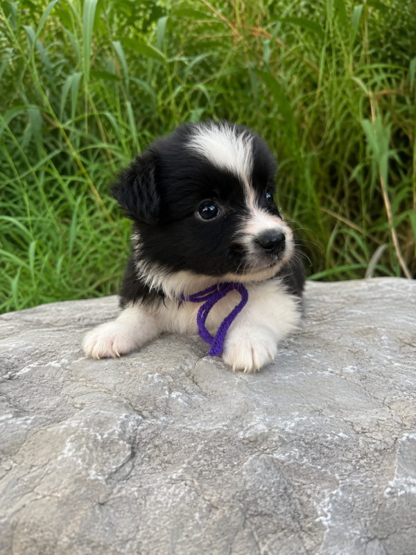 Border Collie - des Mirages d'Azur