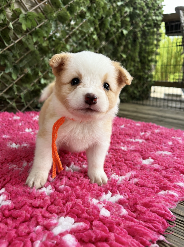 Border Collie - des Mirages d'Azur