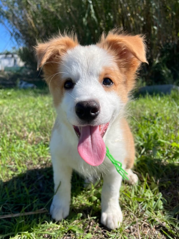 Border Collie - des Mirages d'Azur