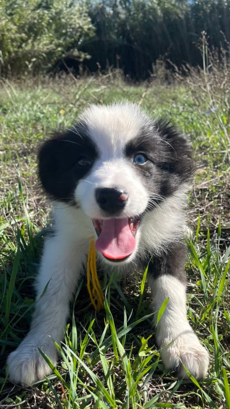 Border Collie - des Mirages d'Azur