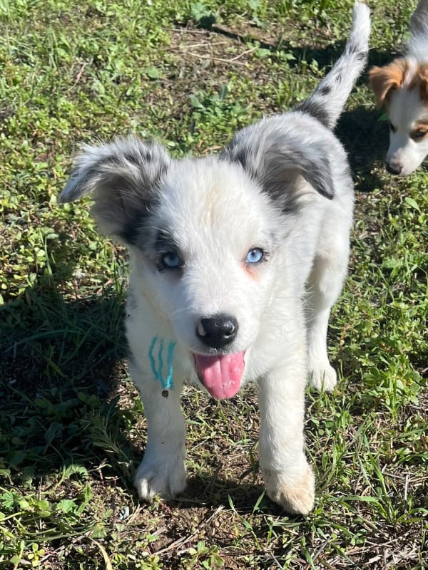 Border Collie - des Mirages d'Azur