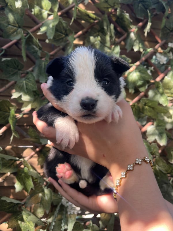 Border Collie - des Mirages d'Azur