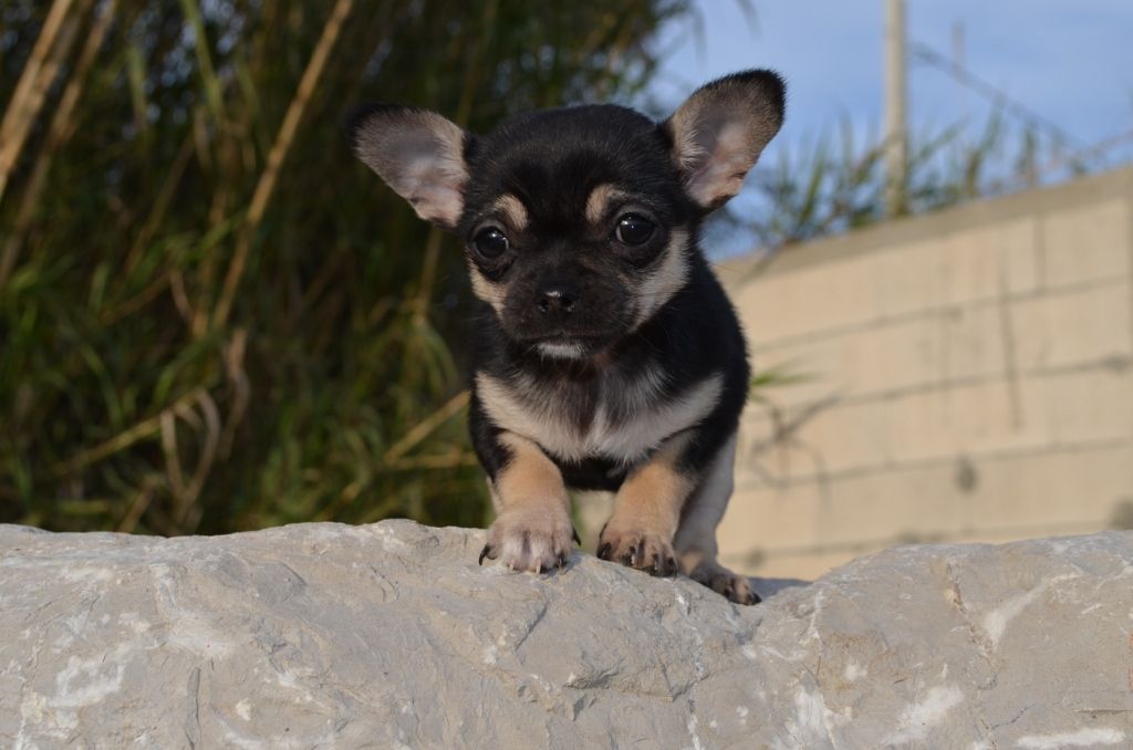 Chiot Chihuahua, Réglisse, femelle disponible en Provence