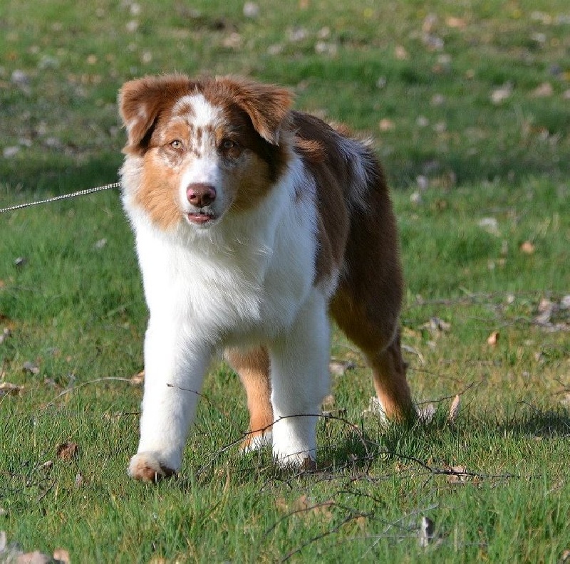 Publication : des Terres d'Urfé