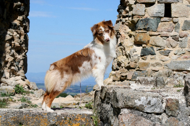 Publication : des Terres d'Urfé