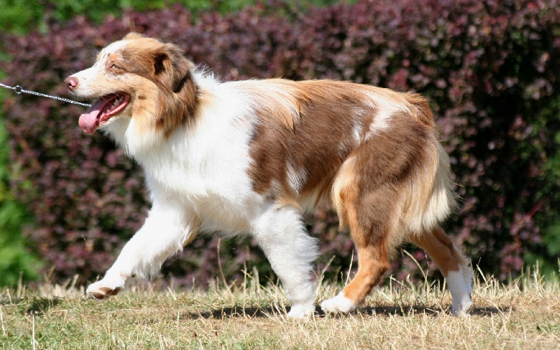 Publication : des Terres d'Urfé