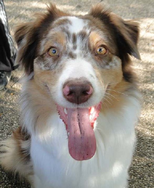 Publication : des Terres d'Urfé