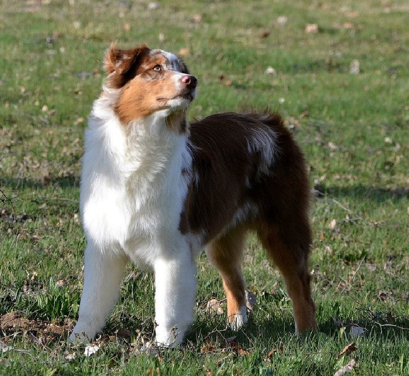 Publication : des Terres d'Urfé