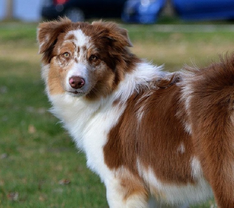 Publication : des Terres d'Urfé