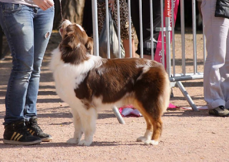 Gw' tyria des Terres d'Urfé - 3ème excellent