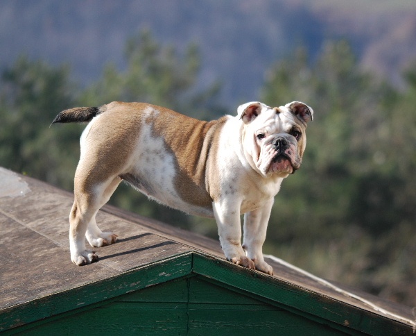 Family affair De kalinka des roches blanches