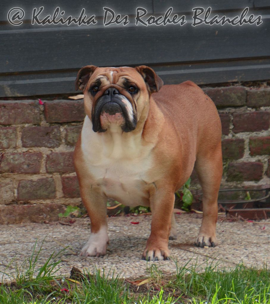 Publication : De kalinka des roches blanches Auteur : Marina Parchina