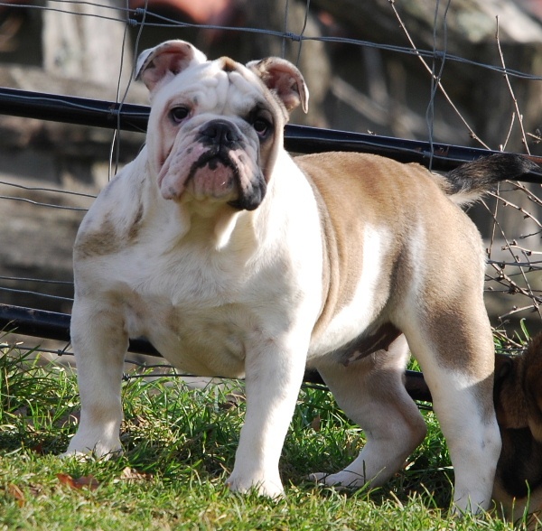 Family affair De kalinka des roches blanches