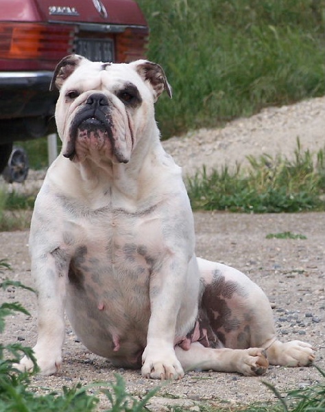 Publication : De kalinka des roches blanches Auteur : Marina Parchina