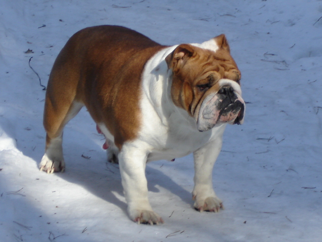 Publication : De kalinka des roches blanches