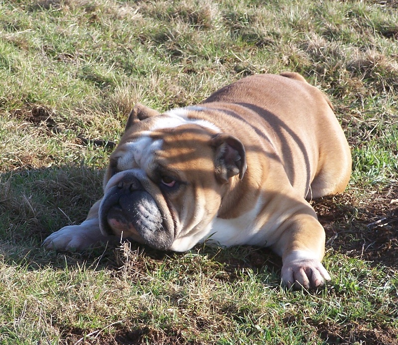 Publication : De kalinka des roches blanches Auteur : De Kalinka Des Roches Blanches