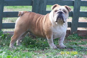 Publication : De kalinka des roches blanches