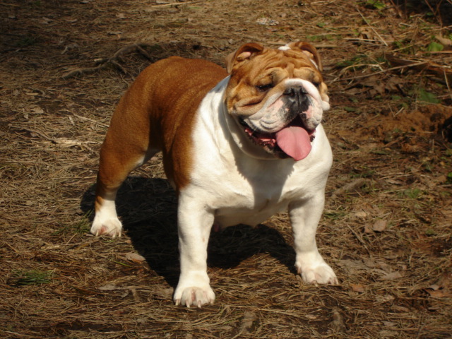 Publication : De kalinka des roches blanches