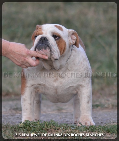 Is a real jewel De kalinka des roches blanches